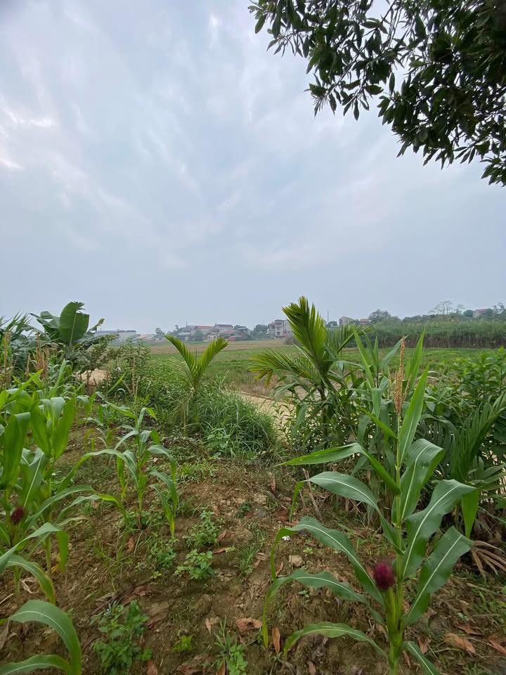 Đất nền Nga Quán Trấn Yên 1000m² giá 700 triệu - Phù hợp làm nhà vườn