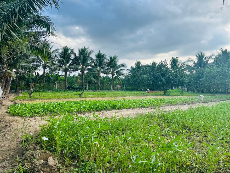 Đất vườn Diên Sơn 1.440m² giá 2.35 tỷ - Đã có sẵn vườn dừa tuyệt đẹp!