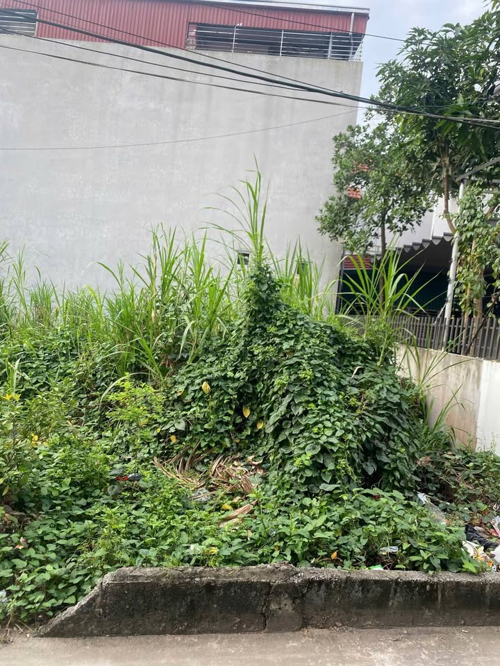 Đất nền Phượng Trì, Văn Giang 140m² giá 8.45 tỷ - Đường ô tô tránh, thương lượng ngay!