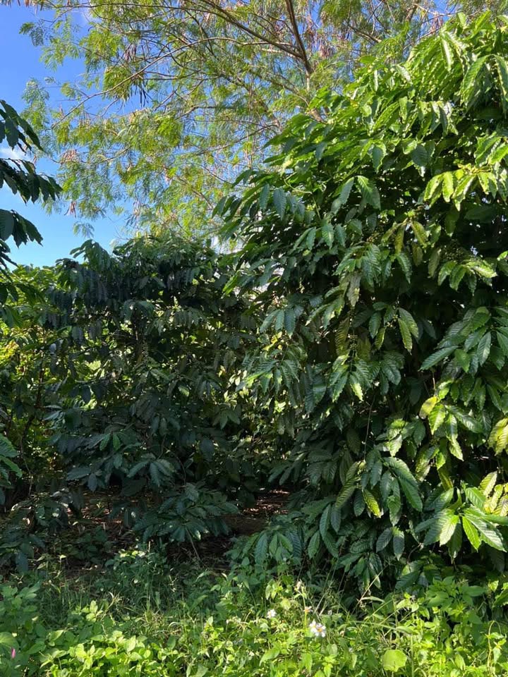 Đất Farm 16,000m² Thôn 8, Ea Nam - Giá chỉ 1.8 tỷ, Đầu tư sinh lời!