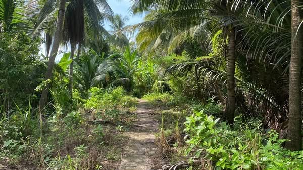 Đất nền xã Phong Nẫm, Giồng Trôm, Bến Tre 1,400m² - Giá chỉ 570 triệu!