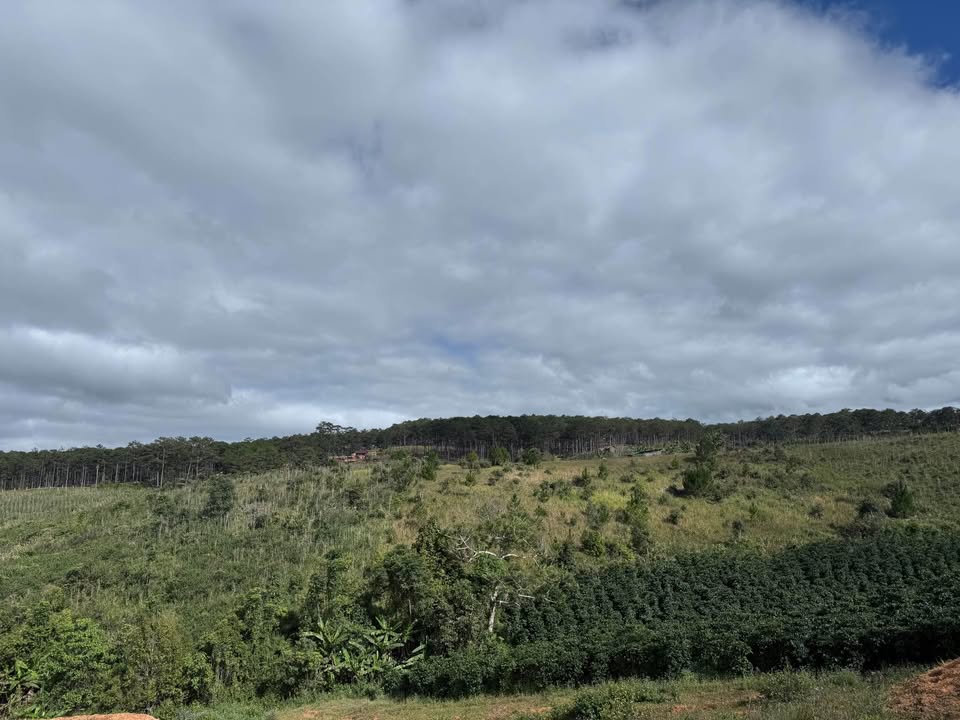 Đất nông nghiệp 5000m² Lạc Dương giá 600 triệu - Đầu tư sinh lời ngay!