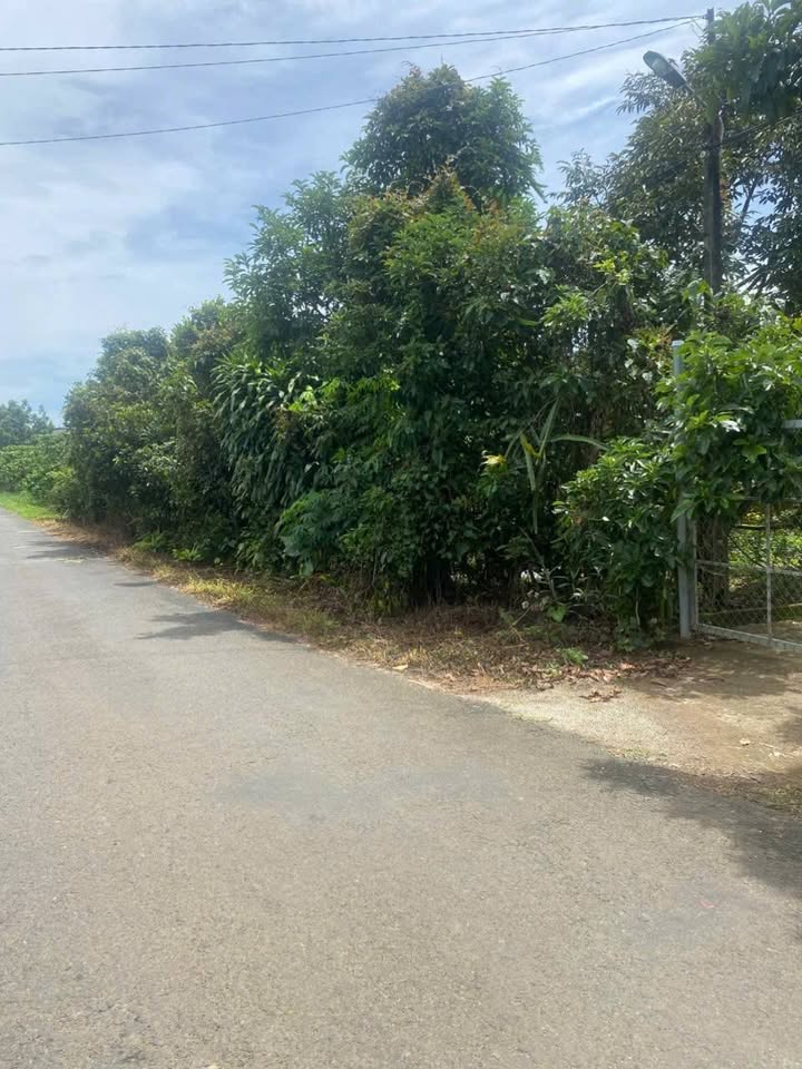 Đất vườn sầu riêng Tân Lạc Bảo Lâm 6835m² giá 5.81 tỷ - Cơ hội đầu tư tuyệt vời!