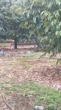 Đất vườn Sầu riêng 14.189m² tại Phú Xuân - Tân Phú, Đồng Nai giá 8,7 tỷ - Tiềm năng sinh lời cao!