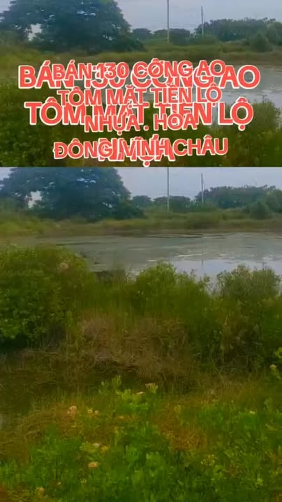 Đất Farm 130.000m² Hòa Đông, Vĩnh Châu, Sóc Trăng - Giá chỉ 70 triệu/1.000m²!