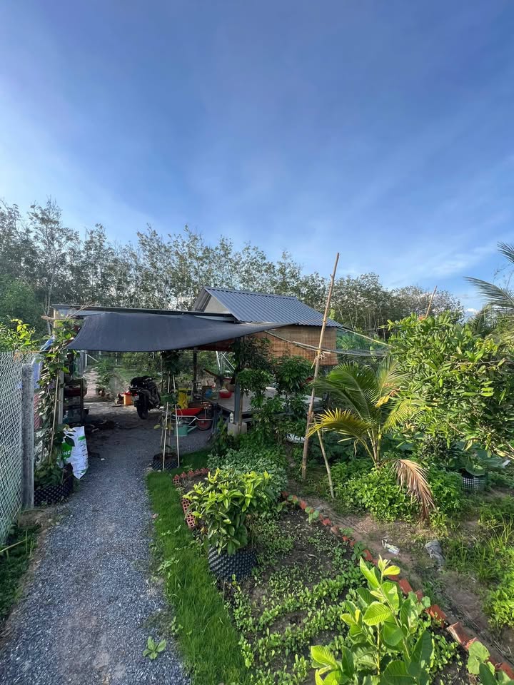 Đất nền Hiệp Thạnh Gò Dầu 1400m² giá 1.55 tỷ - Đầu tư lý tưởng cho nhà vườn!