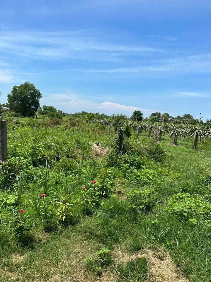 Đất nông nghiệp Hàm Hiệp 1700m² giá 780 triệu - Đầu tư sinh lời ngay!