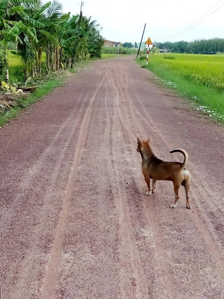 Đất nền An Cơ, Châu Thành, Tây Ninh 560m² giá 19.6 tỷ - Sổ đỏ chính chủ!