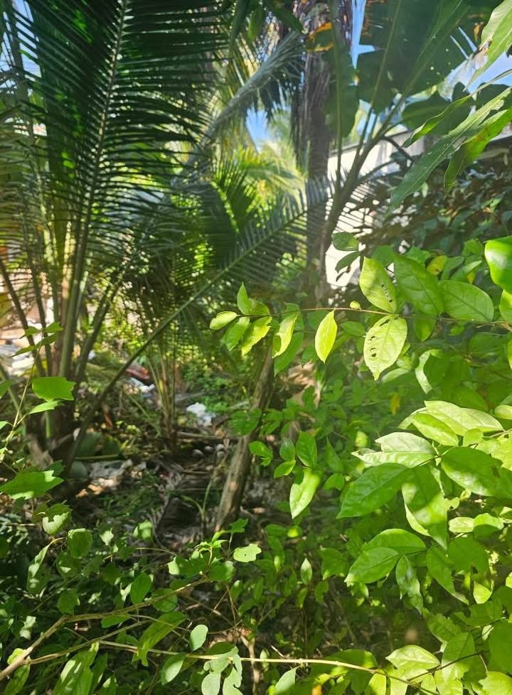 Đất nền mặt tiền Đường Huyện 53, xã Mỹ Hạnh Đông, 112m² - Giá tốt chỉ 550 triệu!