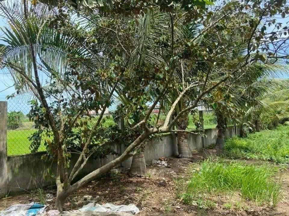 Đất nhà vườn Hướng Thọ Phú, Tân An 1000m² giá 2.3 tỷ - Cơ hội đầu tư tuyệt vời!