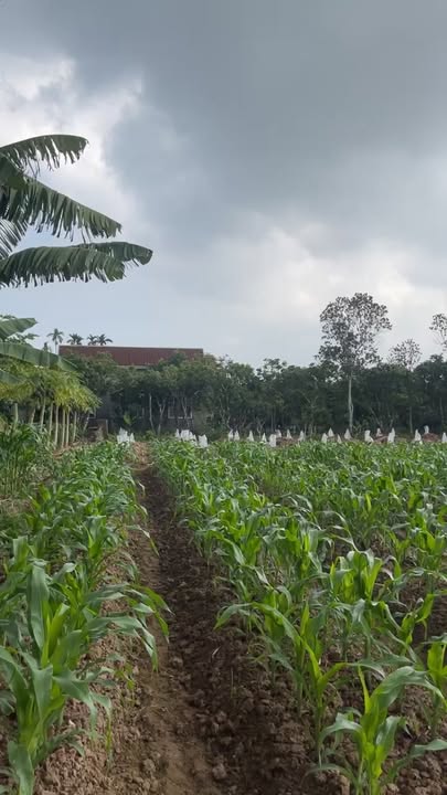 Đất nền Thanh Cường, Thanh Hà 200m² chỉ 500 triệu - Sổ đỏ chính chủ!