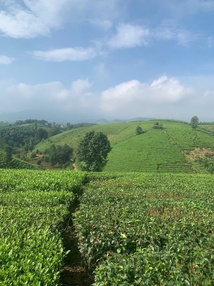 Đất nông nghiệp Long Cốc 1400m² giá chỉ 2xx triệu - Cơ hội đầu tư tuyệt vời!