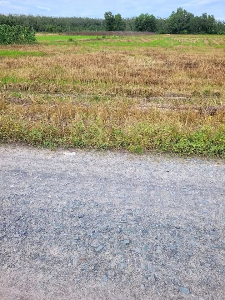 Đất nền 6,2 công Thạnh Đức, Gò Dầu, Tây Ninh - Giá 1,7 tỷ, đường ô tô vào tận nơi!