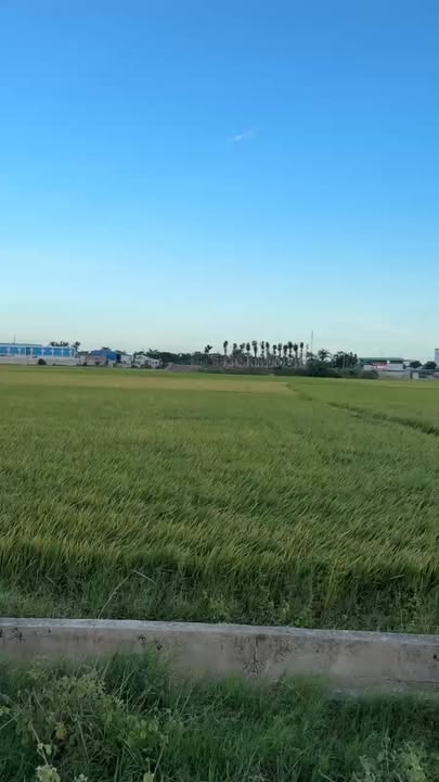 Đất lúa Phước Dinh 2163m² giá 1.1 tỷ - Cơ hội đầu tư hiếm có!