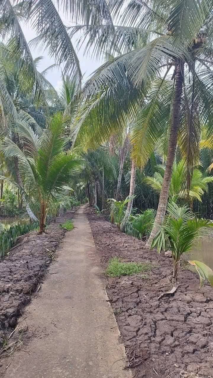 Đất vườn dừa 47.000m² tại Mỏ Cày Nam - Giá chỉ 1.4 tỷ