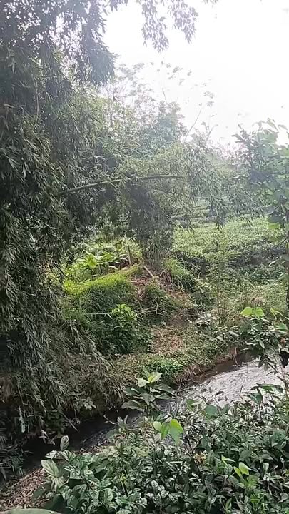 Đất thổ cư Phú Lương Thái Nguyên 1200m² giá chỉ từ 100 triệu - Cơ hội đầu tư sinh lời!