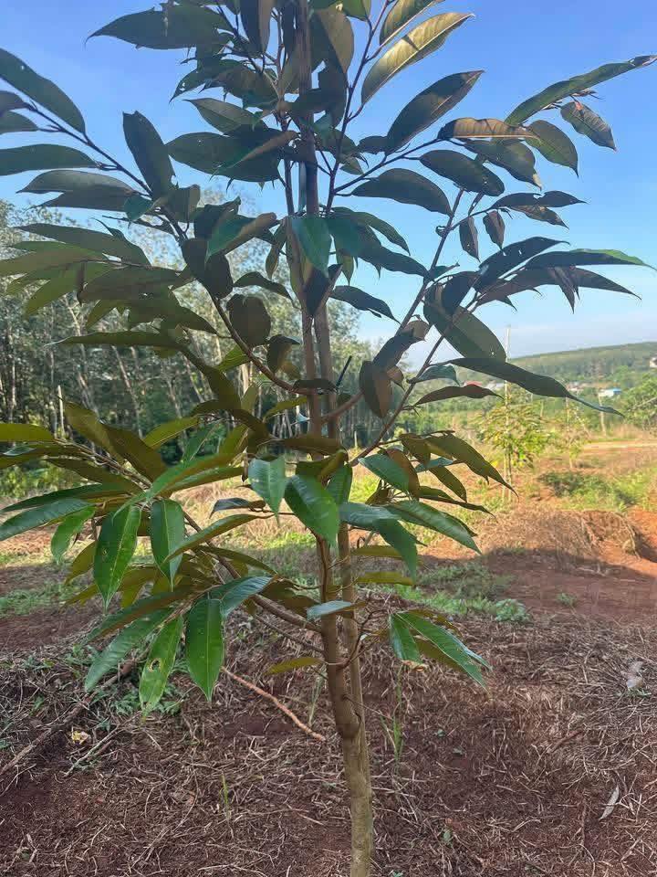 Đất Farm 20.000m² tại Hưng Chiến, Bình Long, giá chỉ 3 tỷ - Đầu tư sinh lời tiềm năng!