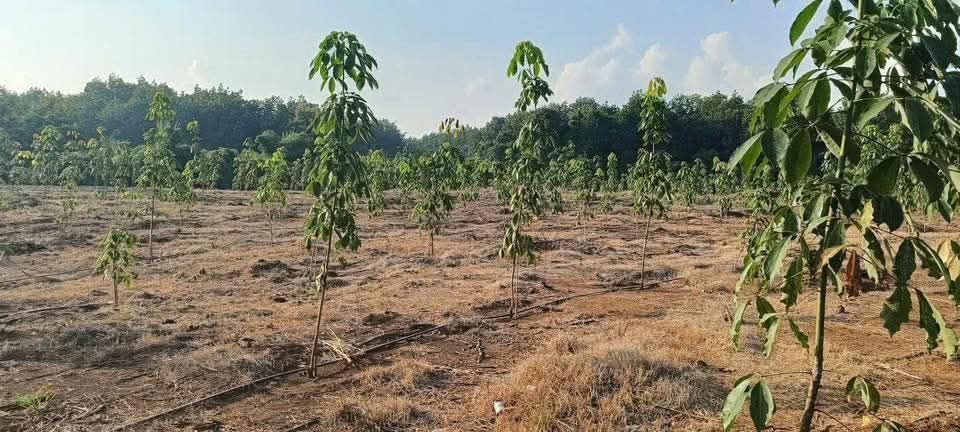 Đất nền 9.000m² phường An Lộc, Bình Long - Giá chỉ 1 tỷ VND!