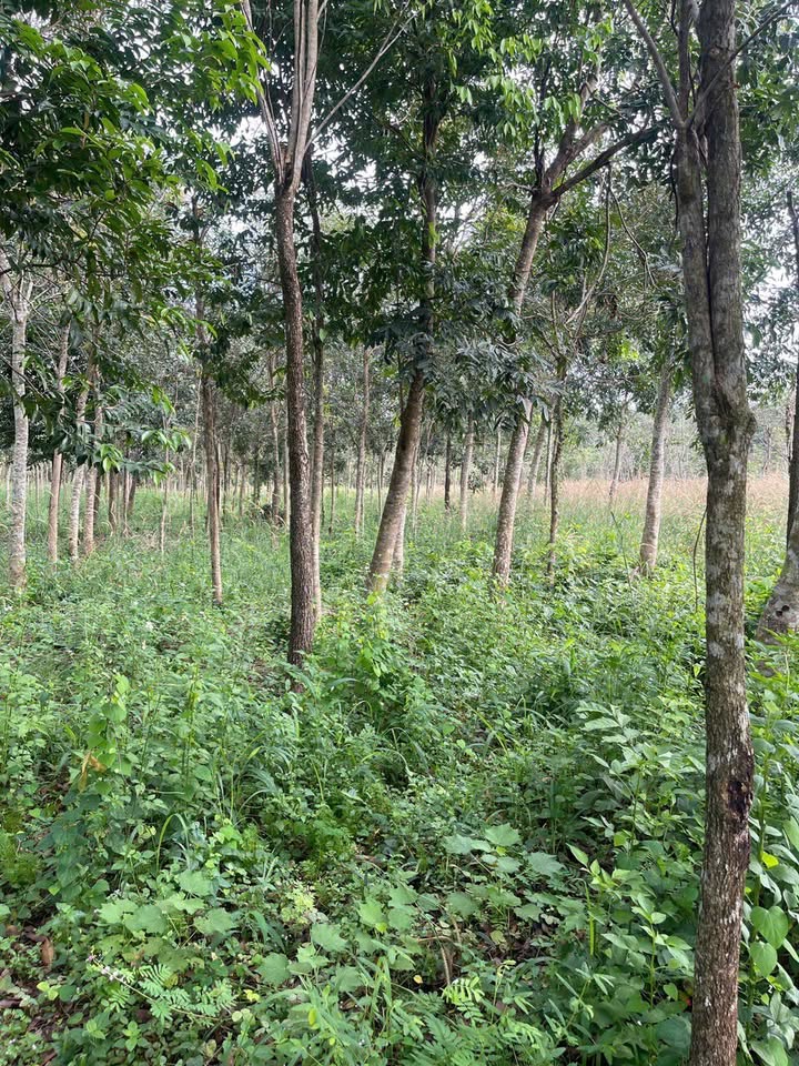 Đất thổ cư 20,000m² tại An Lộc, Bình Long - Giá chỉ 3 tỷ, thương lượng với chủ!