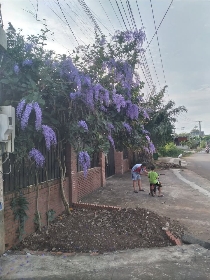 Đất Sào Bảo Vinh Long Khánh 3600m² giá 1 tỷ - Cơ hội đầu tư hấp dẫn!