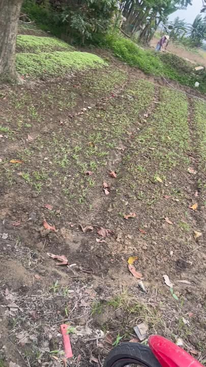 Đất nền Nam Phước Duy Xuyên 170m² giá 500 triệu - Sổ hồng chính chủ