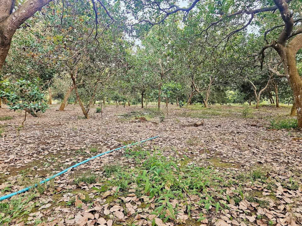 Đất nền 1,7ha mặt đường nhựa tại Tân Thành, Bù Đốp - Giá chỉ 1.6 tỷ