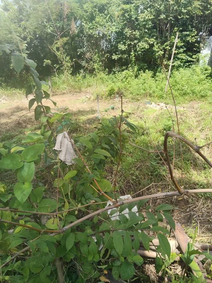 Đất nền Trường Chinh Cẩm Lệ 132,5m² giá 1,8 tỷ - Bán gấp!