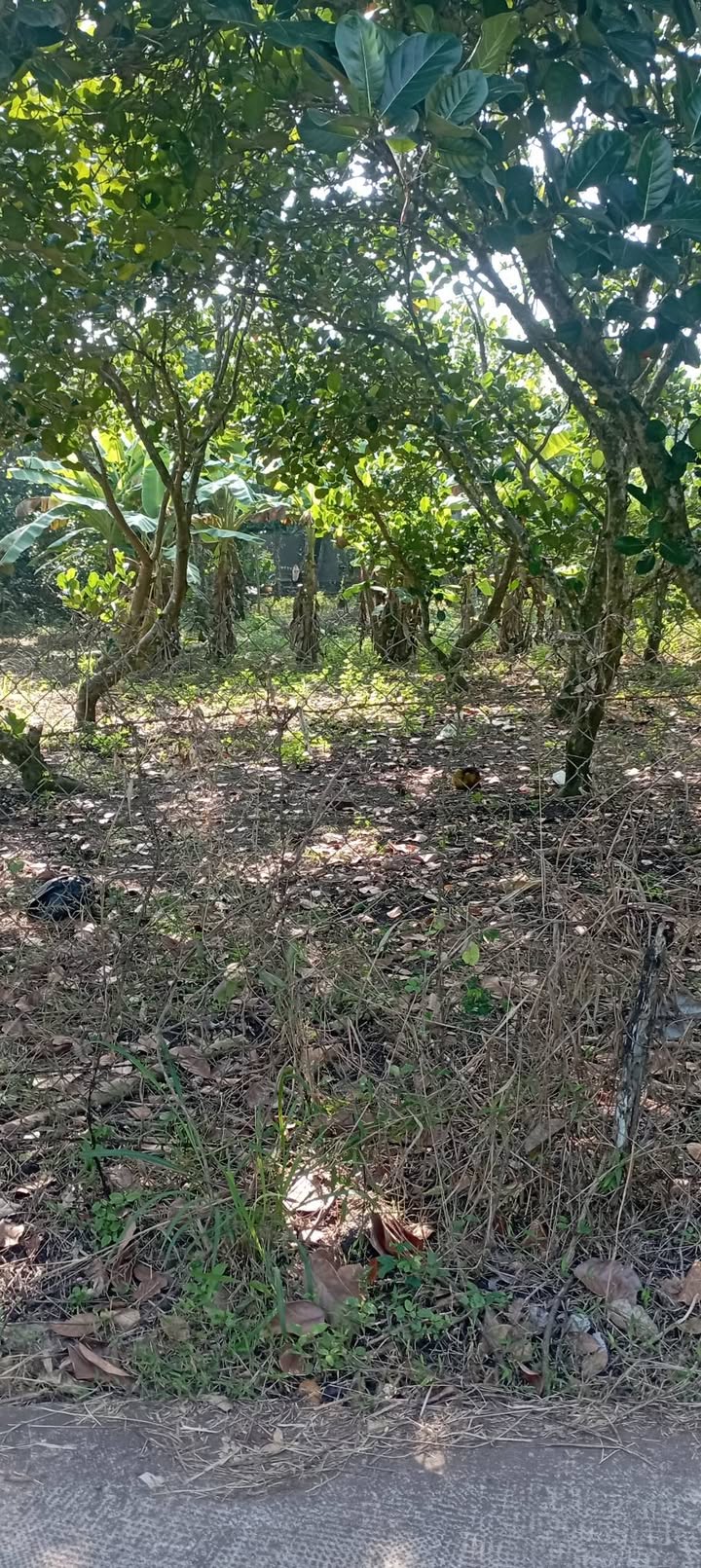 Đất nền Bảo Vinh, Long Khánh 160m² giá 650 triệu - Cơ hội đầu tư hấp dẫn!