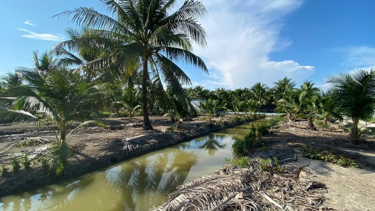 Đất vườn dừa 1.478m² xã Hữu Định - Giá chỉ 1.999 tỷ, hẻm xe 7 chỗ!