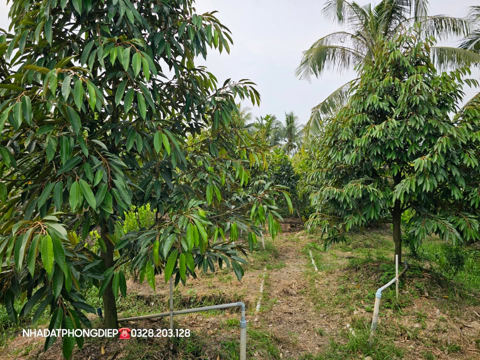 Đất vườn Chợ Lách 1634m² giá 1.1 tỷ - Cơ hội đầu tư hấp dẫn!