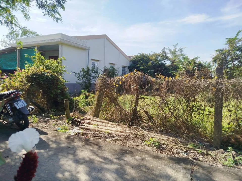 Đất thổ cư và đất lúa 1.339m² tại Bình An, Tân Trụ - Giá chỉ 1.5 tỷ, đầu tư sinh lời!