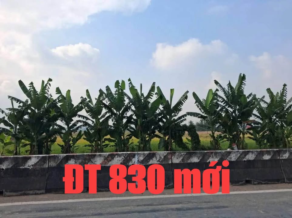 Đất nền Long Cang, Cần Đước 2600m² chỉ 5.7 tỷ - Đầu tư sinh lời ngay!