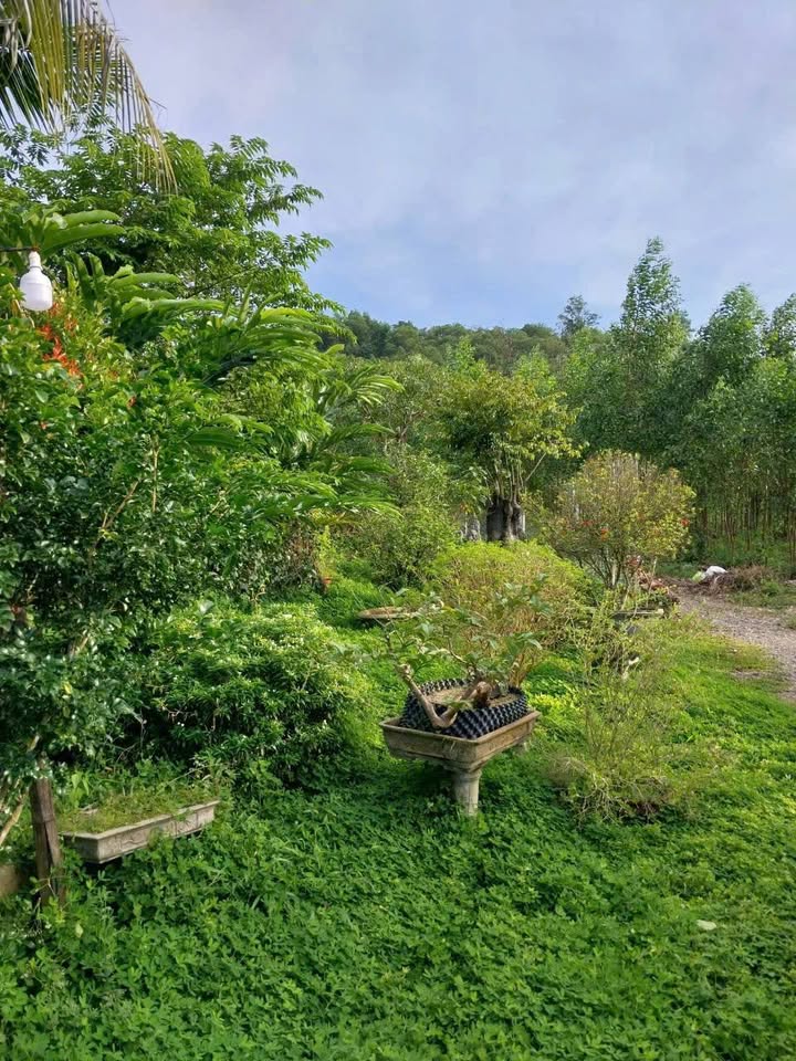 Farm tại Khánh Phú, Khánh Vĩnh, 2625m² giá 1,5 tỷ - Đầu tư sinh lời cao!