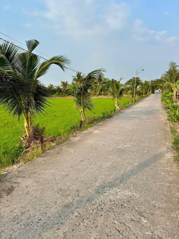 Đất vườn dừa Tân Phú, Tiền Giang 4.379m² giá 2.846 tỷ - Cơ hội đầu tư tuyệt vời!