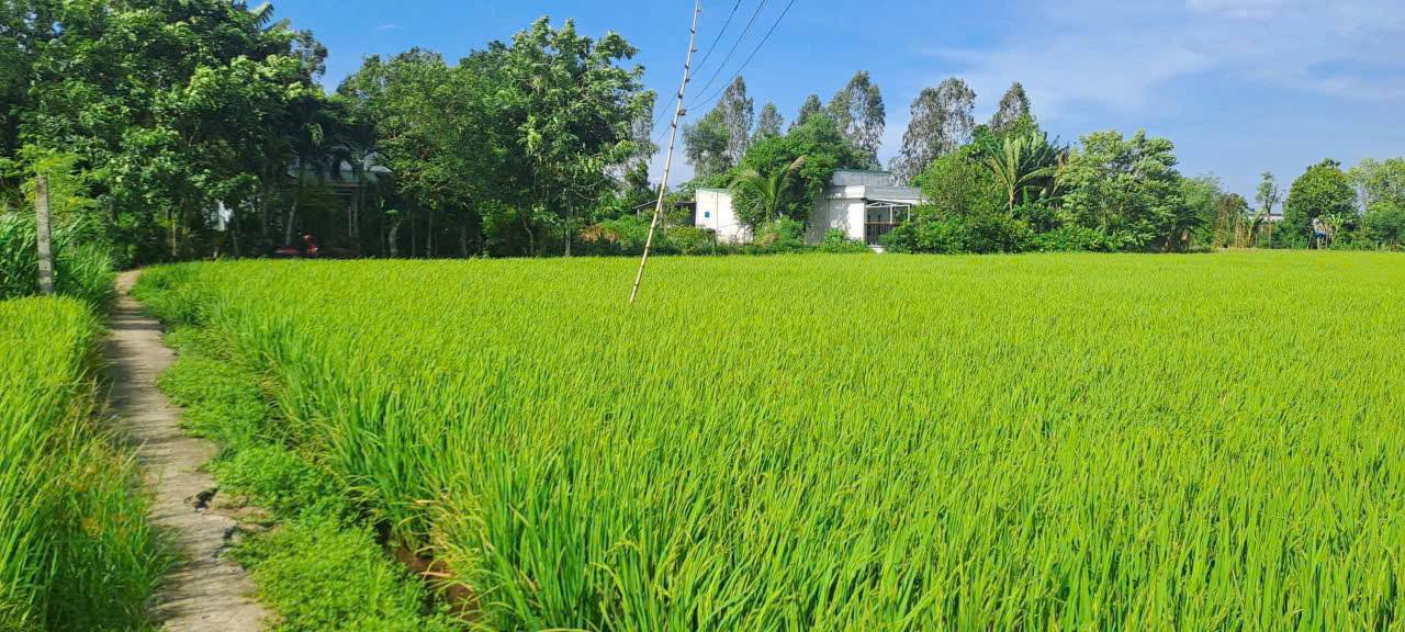 Đất nền ấp 5, Tân Tây, Gò Công Đông 3200m² giá 1.12 tỷ - Sổ hồng chính chủ, gần chợ!