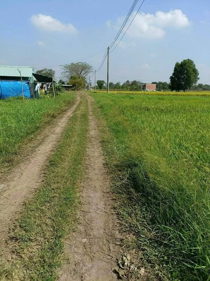 Đất vườn 1150m² tại Mỹ Hạnh Bắc, Đức Hòa - Sổ hồng riêng, giá thỏa thuận!