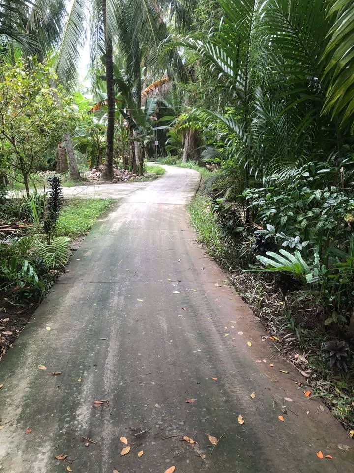 Đất thổ cư 300m² tại ấp Thới Trị, Giồng Trôm - Giá chỉ 400 triệu!