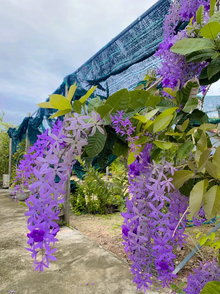 Đất nền 97m² tại phường 9, Tuy Hòa - Nở hậu, ô tô vào tận nơi chỉ 1,5 tỷ!