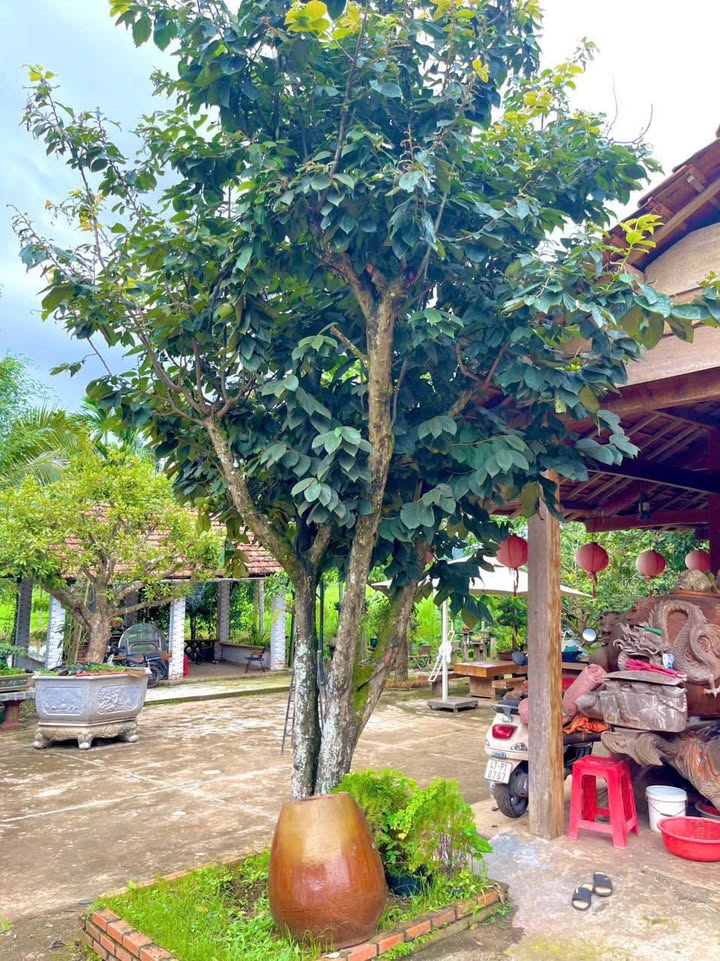 Nhà vườn 3400m² Hòa Thắng, BMT - Đầu tư hấp dẫn gần trung tâm