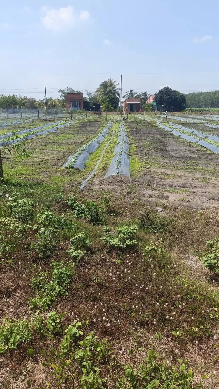 Đất thổ cư Lộc Ninh Tây Ninh 201m² giá 220 triệu - Cơ hội đầu tư hấp dẫn!