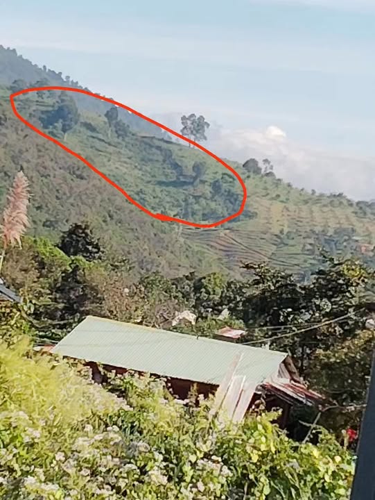 Đất nền 1ha tại xã Đạ Long, Đam Rông - Giá chỉ 250 triệu VND, cơ hội đầu tư tuyệt vời!