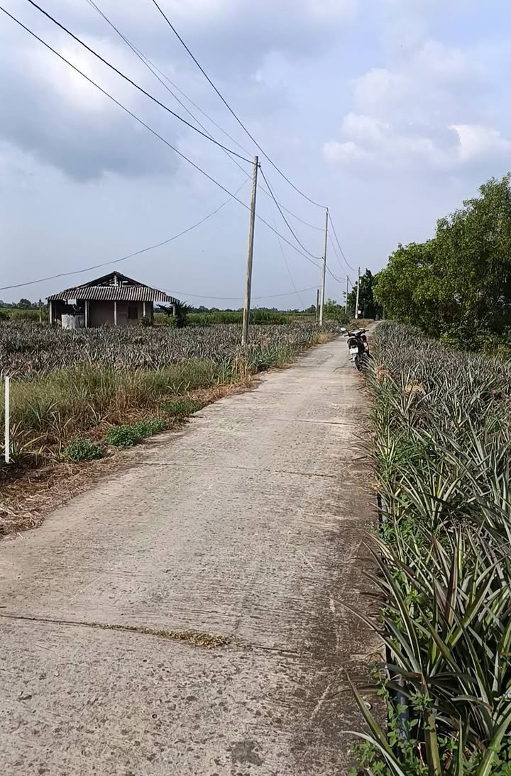 Đất 57000m² mặt tiền đường 3m tại Tân Phước, Tiền Giang - Giá chỉ 1.26 tỷ!