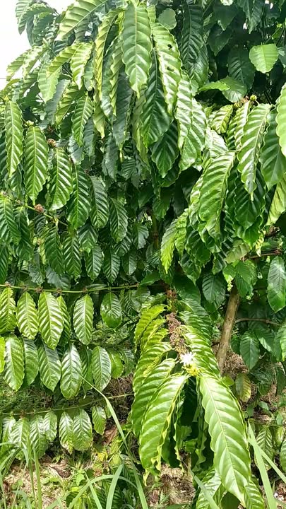 Đất nền Tân Thành, Krông Nô 10.800m² giá 5.1 tỷ - Đầu tư sinh lời ngay!