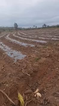 Đất nền 1.2ha tại Ea Kiết, Cư M'gar giá chỉ 420 triệu - Cơ hội đầu tư tuyệt vời!