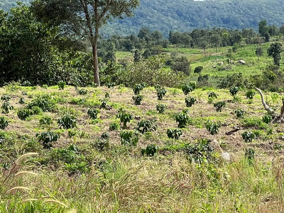 Đất nông nghiệp 490ha tại Phú Thiện, Gia Lai - Tiềm năng phát triển vượt trội!