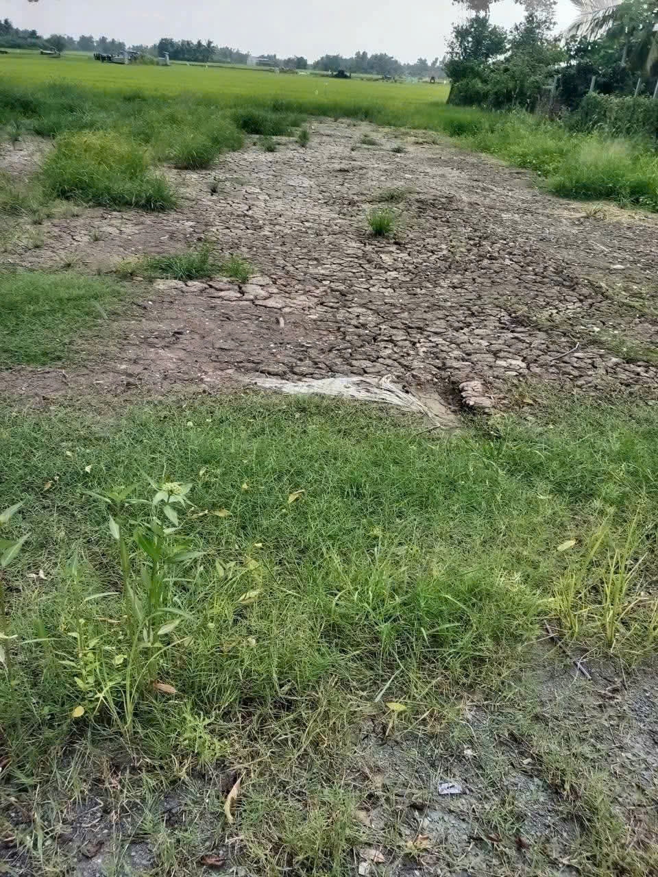 Đất thổ cư mặt tiền Nguyễn Văn Thậm, xã Phước Hậu 106,5m² giá 1,35 tỷ - Cơ hội đầu tư tuyệt vời!