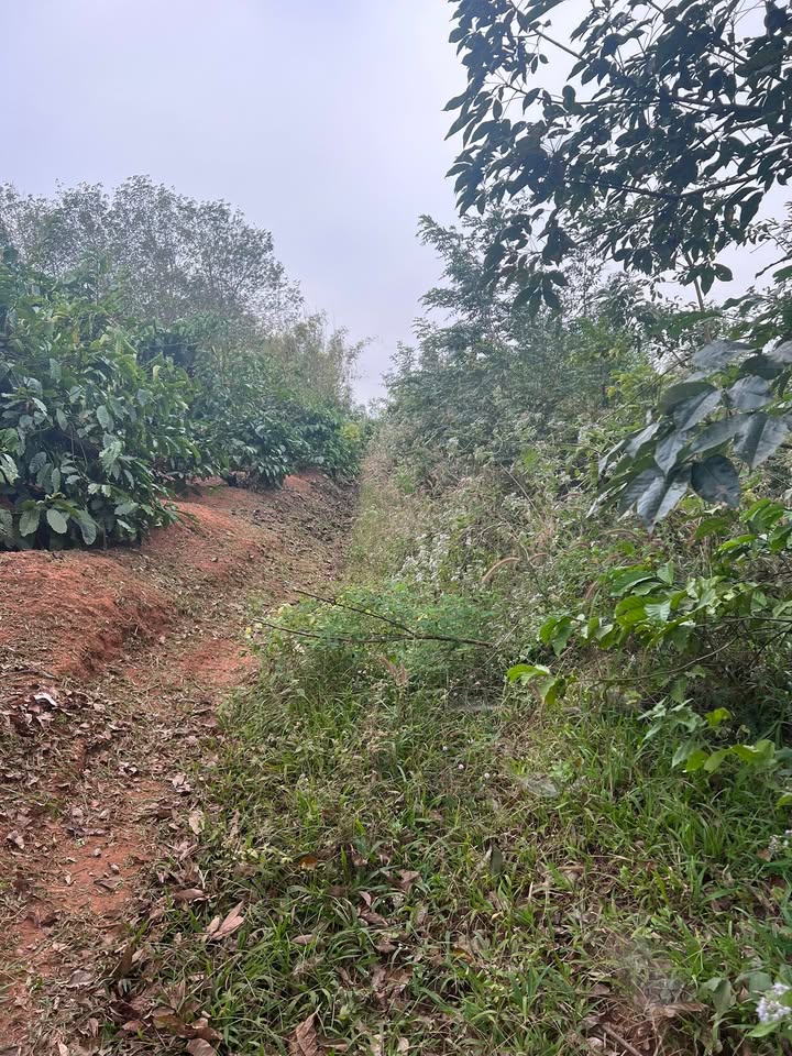 Đất nền 9 sào tại Đăk Long, Đăk Hà - Giá chỉ 400 triệu, vị trí đẹp!