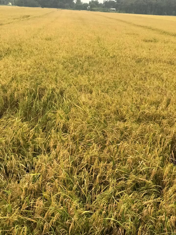 Đất ruộng 10 công tại Tân Hiệp, Trà Cú, Trà Vinh - Giá thỏa thuận hấp dẫn!