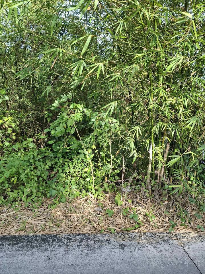 Đất nền Cà Mau 180m² giá 570 triệu - Cơ hội đầu tư hấp dẫn!