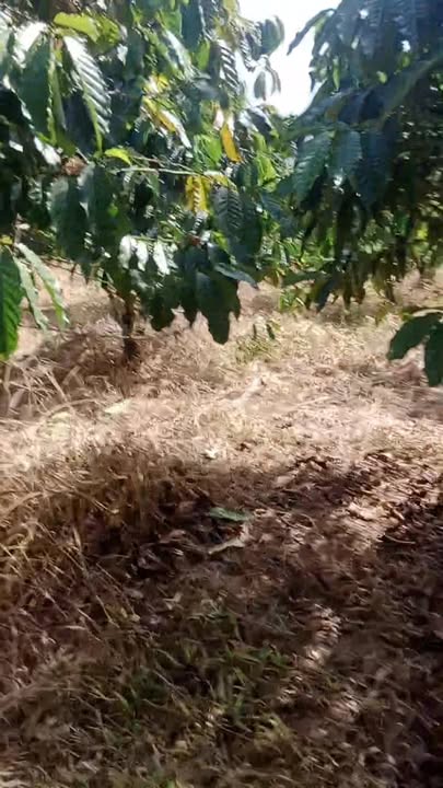 Đất nền Di Linh 1,3 ha giá 2.35 tỷ - Cơ hội đầu tư sinh lời!